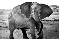 Elephant Amboseli_2012-25