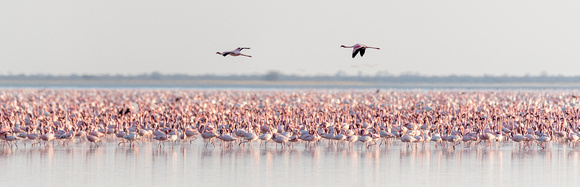 Flamingos Mkagadigadi_salt_pans-9694