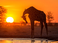 Giraffe Nxai_pan-1382