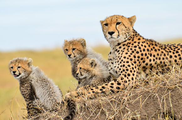 Cheetah Family 3