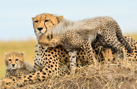 Cheetah Family 1