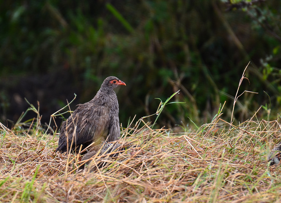 Red Necked Spurfowl