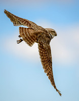 Burrowing Owl in Flight