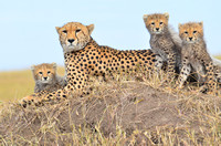 Cheetah Family 5