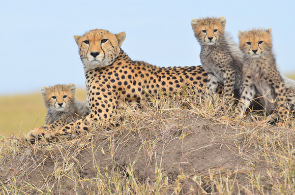 Cheetah Family 5