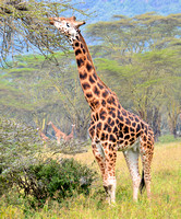 Nakuru_2012-821-2