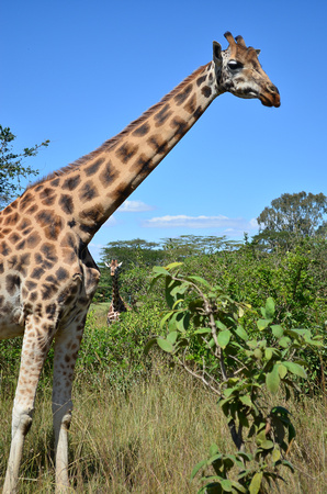 Rothchild Giraffe