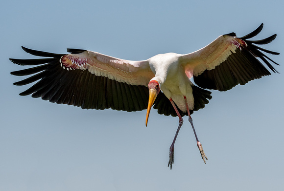 Yellow-billed Stork Okavango_river_moremi-