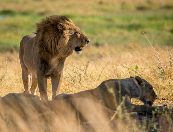 African Lions Khwai_river_moremi-4595
