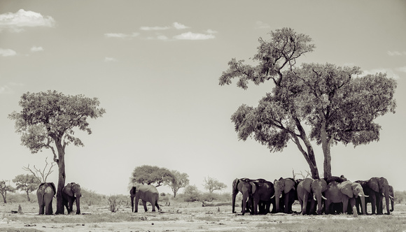 Elephants Savuti_Chobe_NP-5602_bw