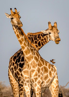 Giraffes Nxai Pan-0486