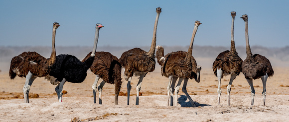 Ostriches Nxai_pan-0842