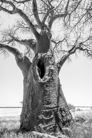 Baobob Tree Nxai_pan-9879