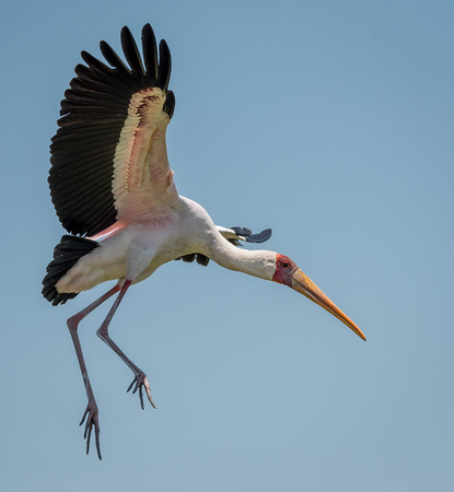 Yellow-billed Stork Okavango_river_moremi-3175