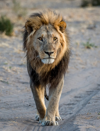Lion Savuti Chobe National Park-7110