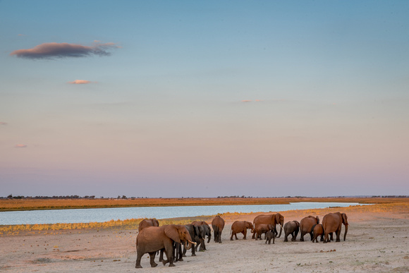 Elephants Serondella_Chobe_NP-7765