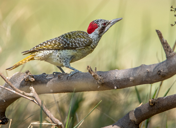Cardinal Woodpecker Khwai_river_moremi-4000