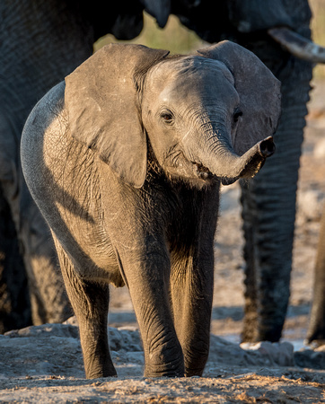 Elephant Savuti_Chobe_NP-6889