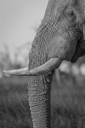 Elephant Okavango_river_moremi-3702