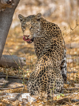Leopard Khwai_river_moremi-5067