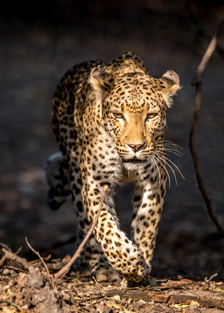 Leopard Serondella Chobe NP