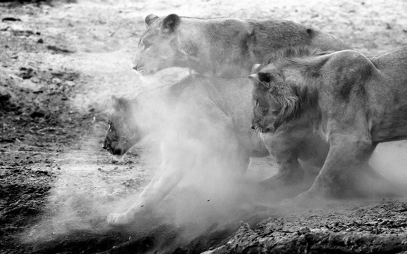 Lions Savuti_Chobe_NP-6161