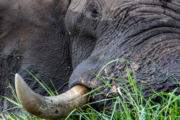 Elephant Okavango_river_moremi-3572