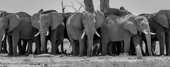 Elephants Savuti_Chobe_NP-5598