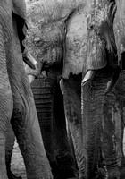 Elephant Savuti_Chobe_NP-6031