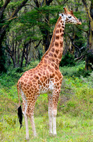 Rothchild Giraffe