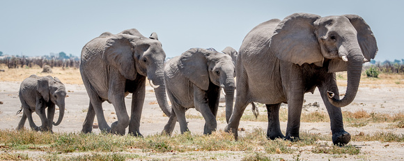 Elephants Savuti_Chobe_NP-5793