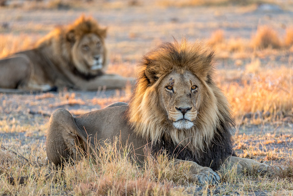 Male Lions Nxai_pan-0234