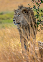 Male Lion Khwai_river_moremi-