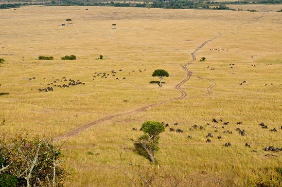 Maasai_Mara_2012-897