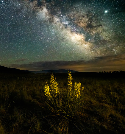 Yucca and Milky Way, Crestone, Colorado