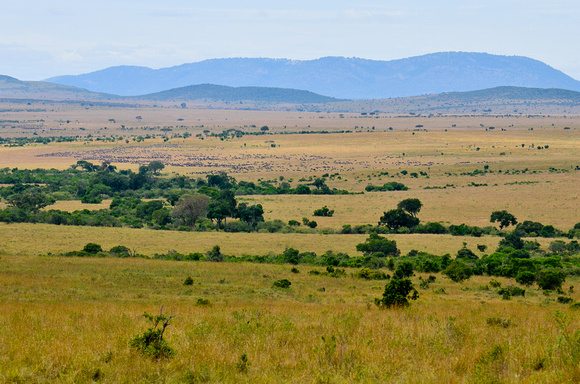 Maasai_Mara_2012-926
