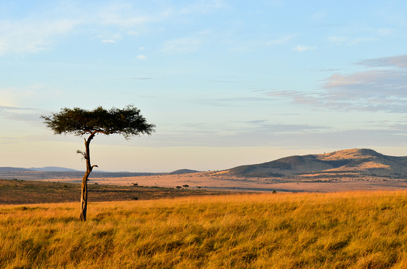 Maasai_Mara_2012-1630