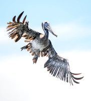 Brown Pelican, Indian River Lagoon, FL