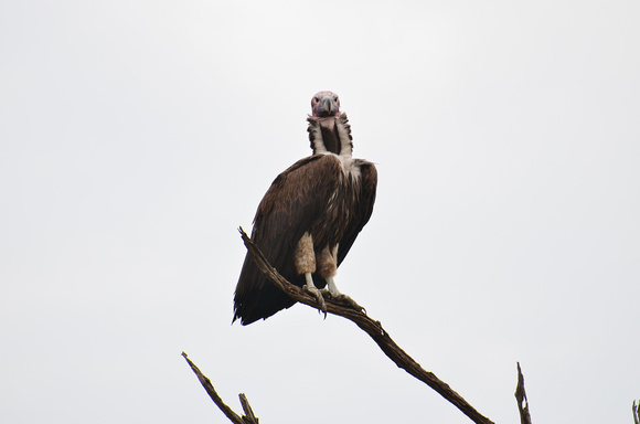 Lappet Faced Vulture