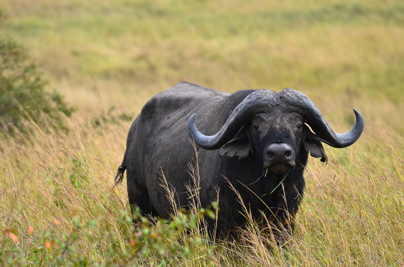 Maasai_Mara_2012-26_Cape_Buffalo