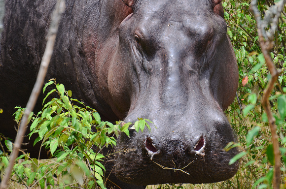 Maasai_Mara_2012-21_Hippo