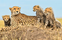 Cheetah Family 2